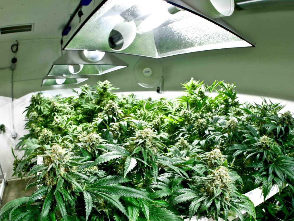 Indoor cannabis harvesting