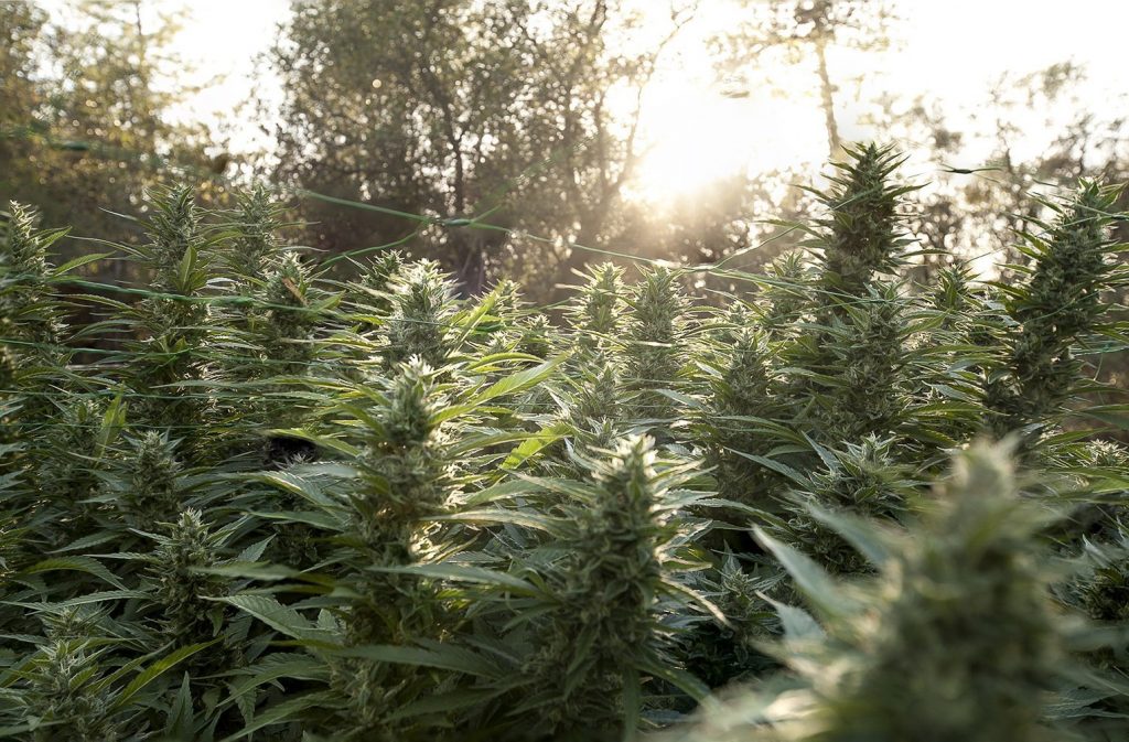 outdoor cannabis | high thc