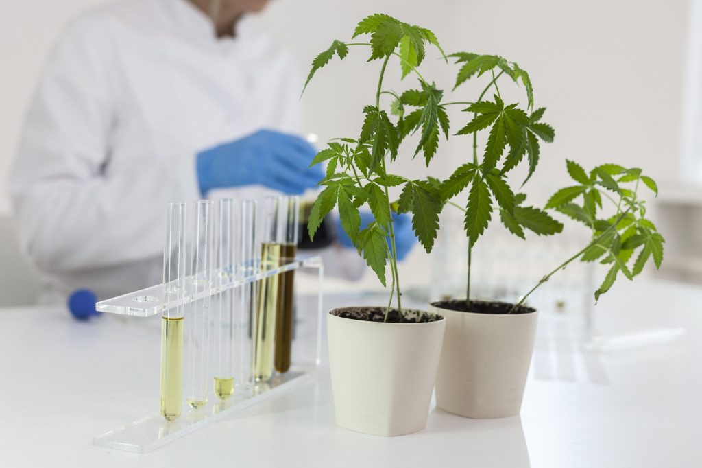 Cannabis Testing | Cannabis Cultivation