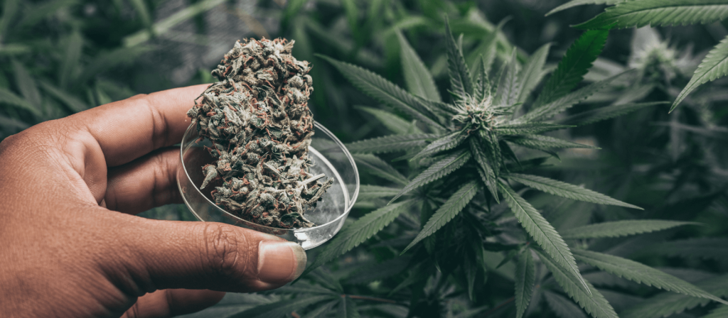 growing feminized cannabis | Cannabis Cultivation
