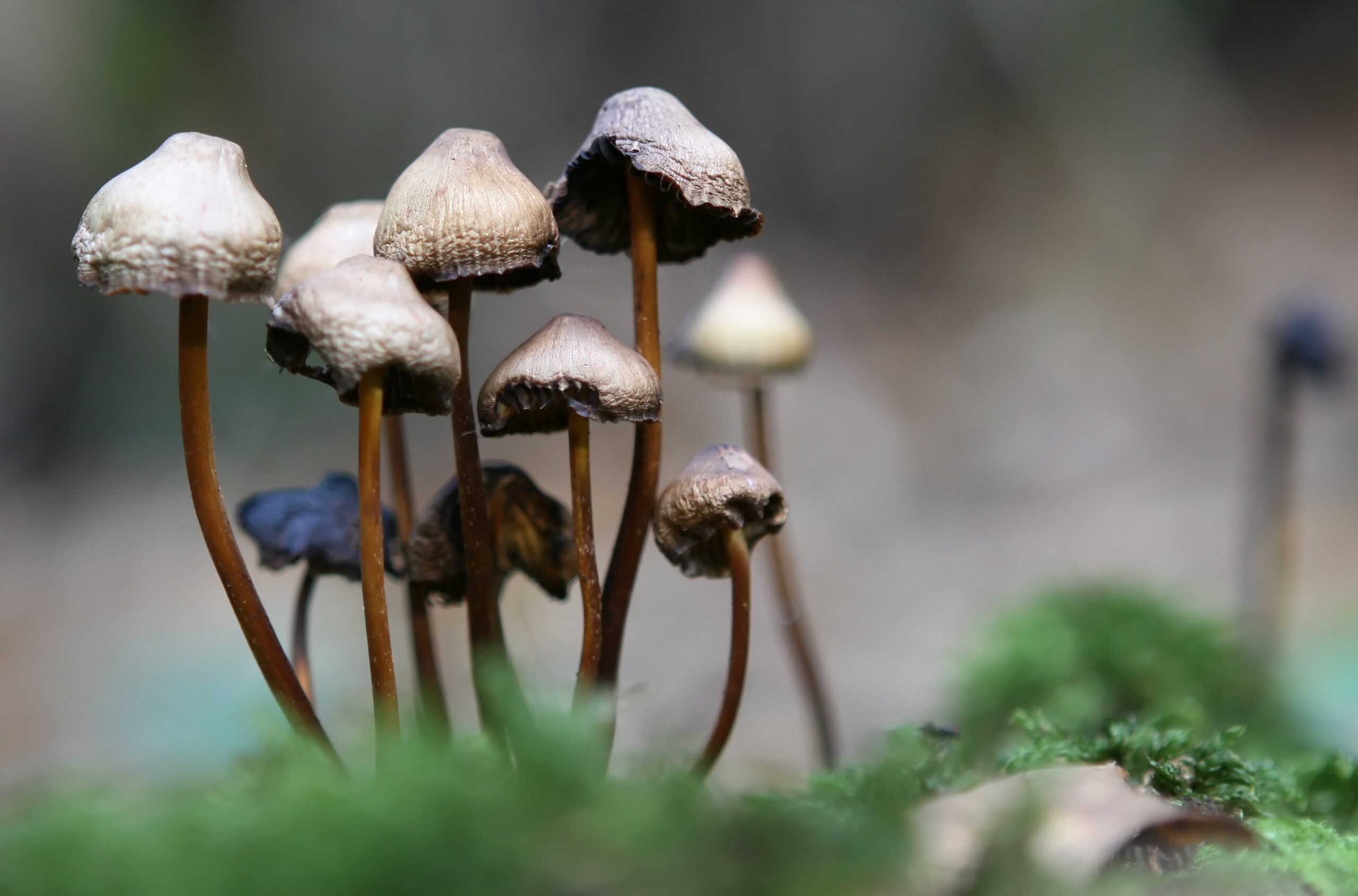 mushroom 40 scaled | psychology