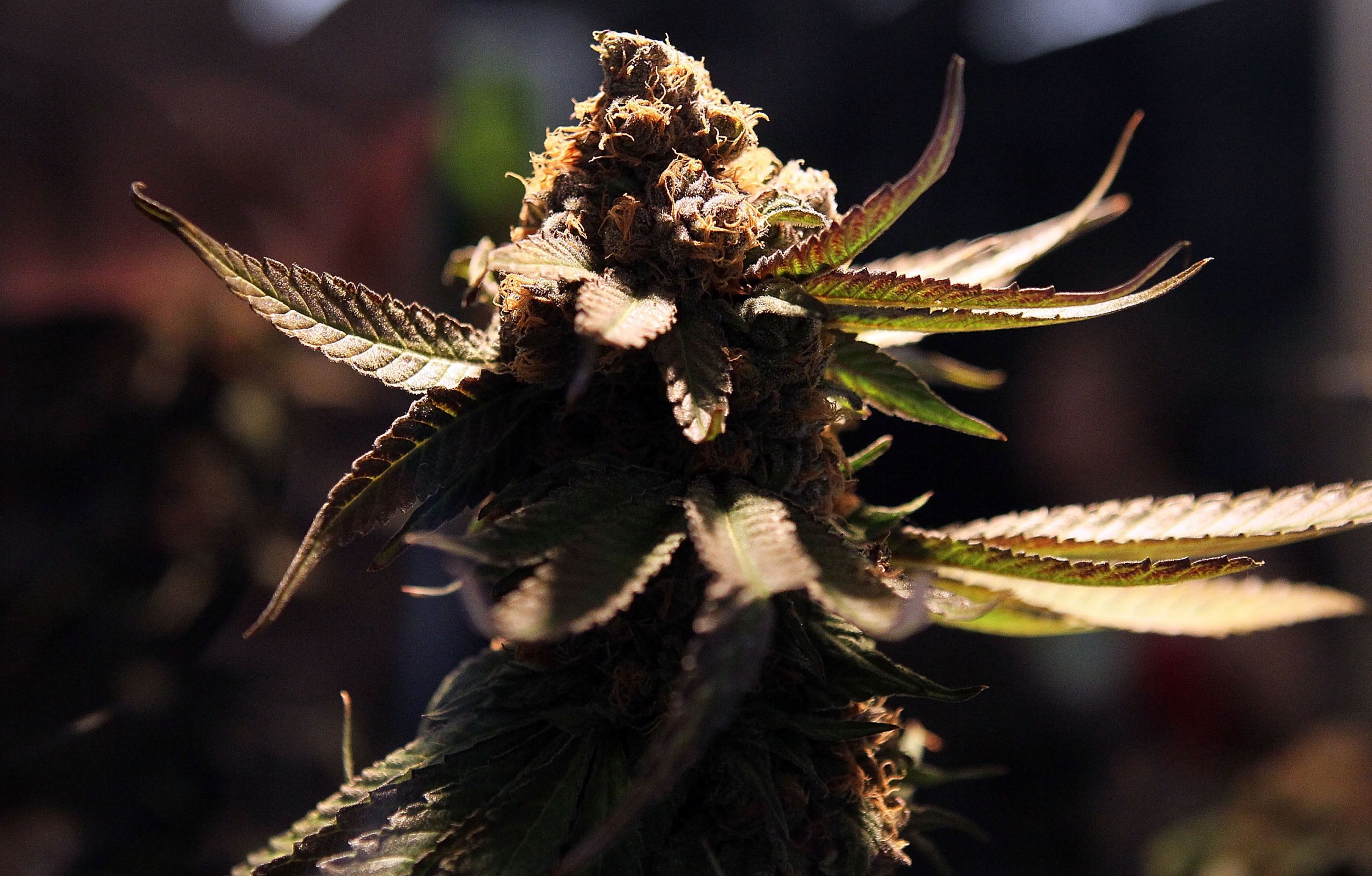 333 | Cannabis Cultivation