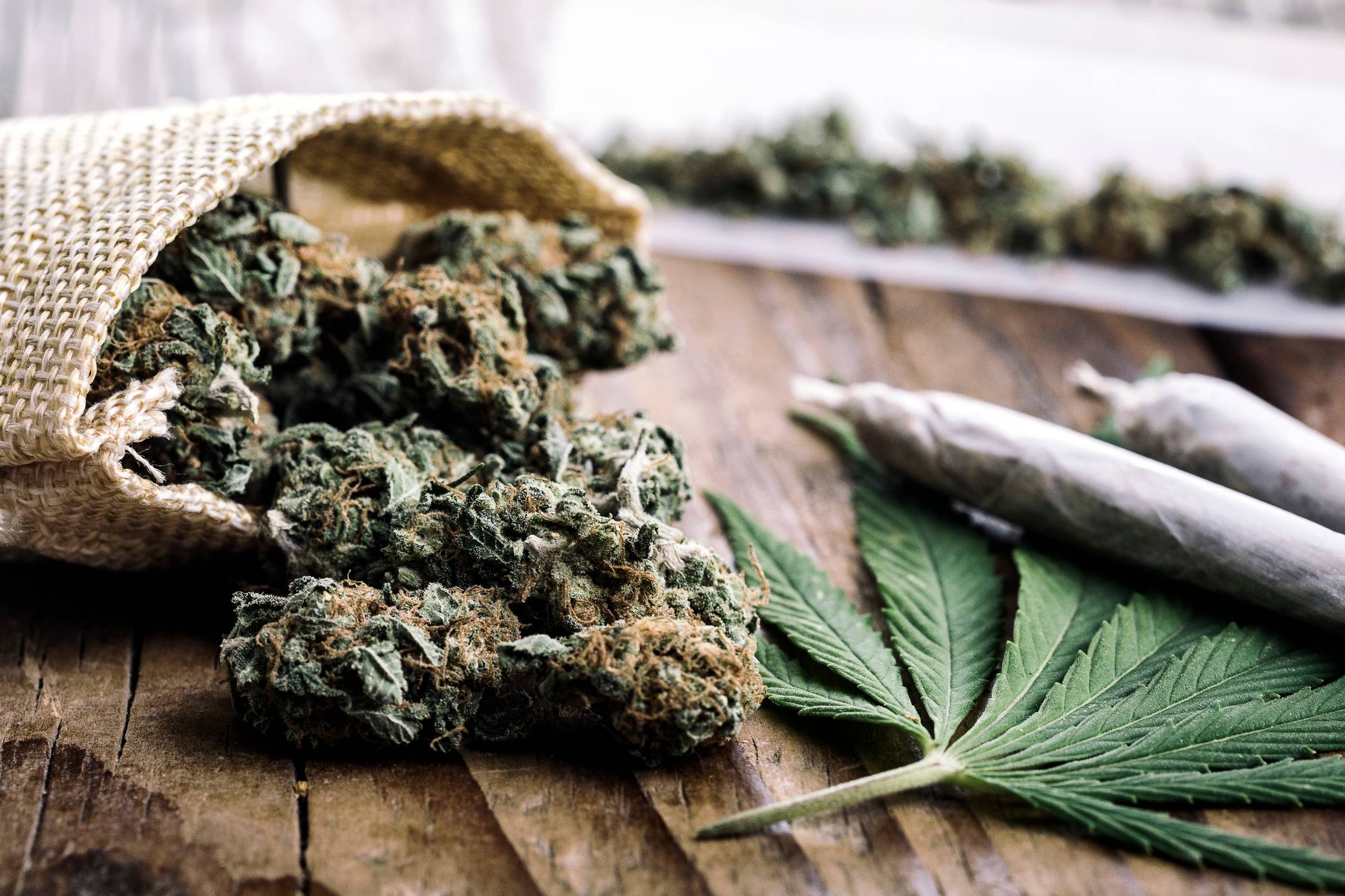 55 | Cannabis Cultivation