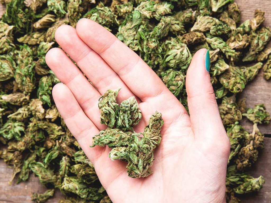 Using cannabis | Cannabis Cultivation