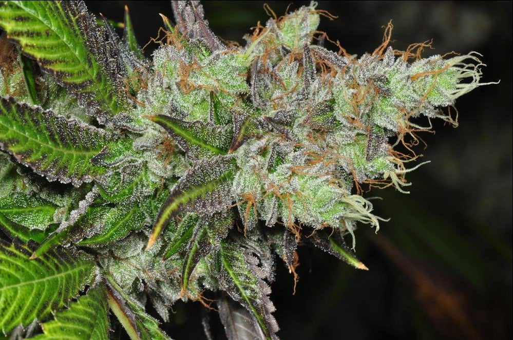 s1 | Cannabis Cultivation