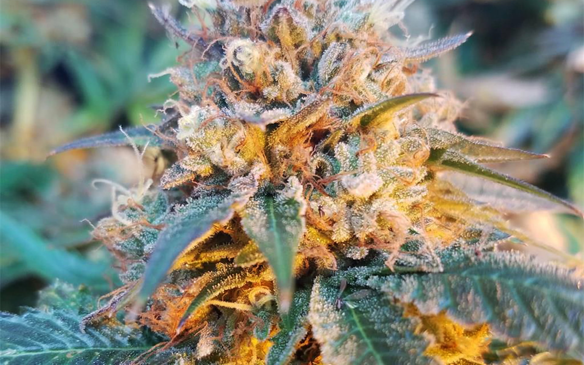 s2 | Cannabis Cultivation