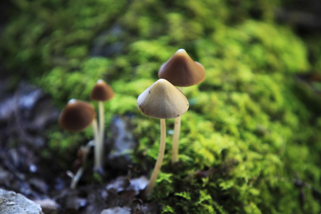magic mushrooms | Experience
