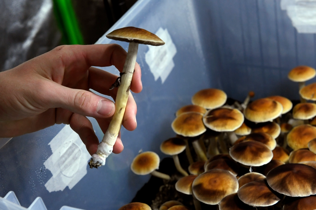 Do Dispensaries Sell Shrooms | psychedelic renaissance