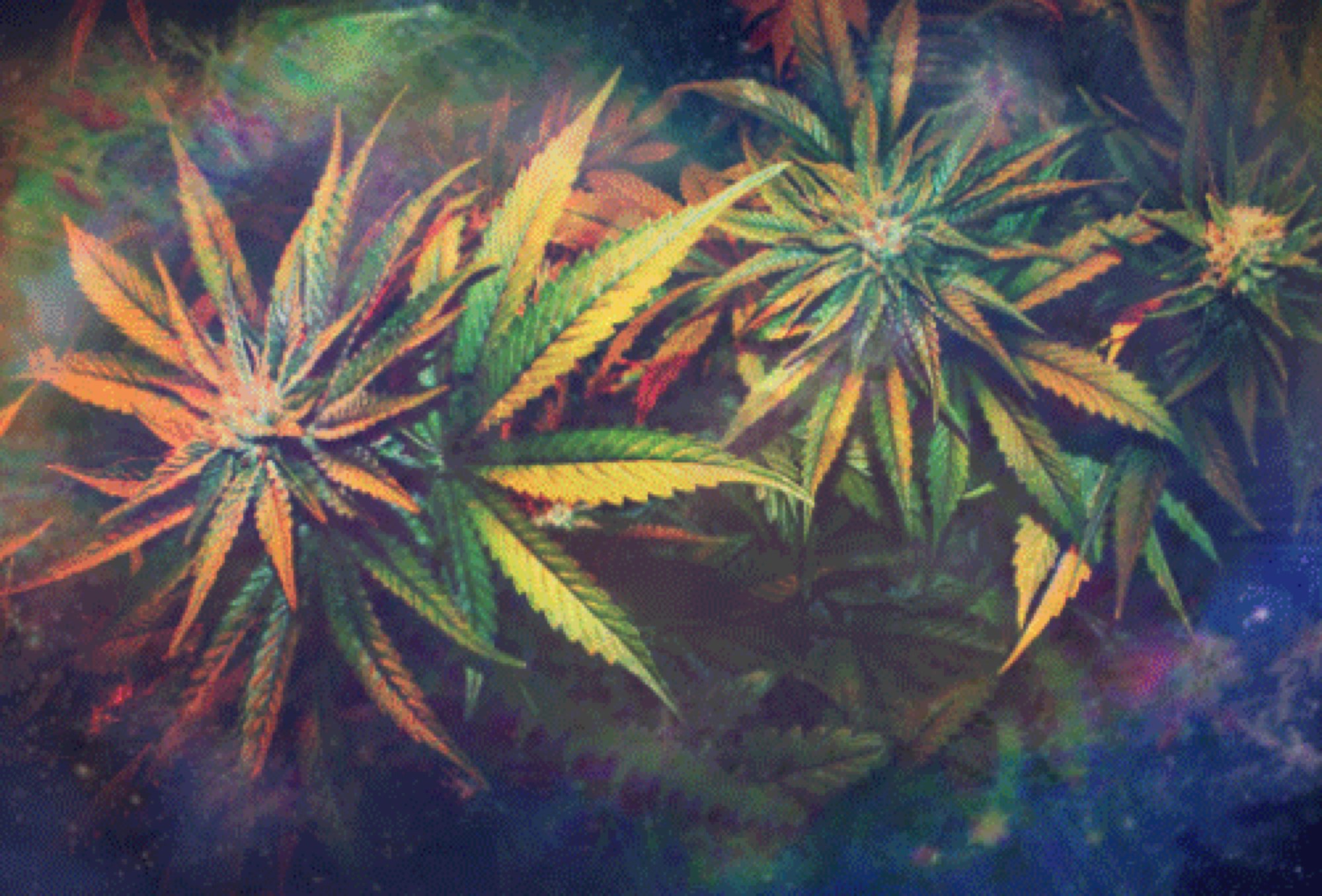 file | Cannabis Cultivation