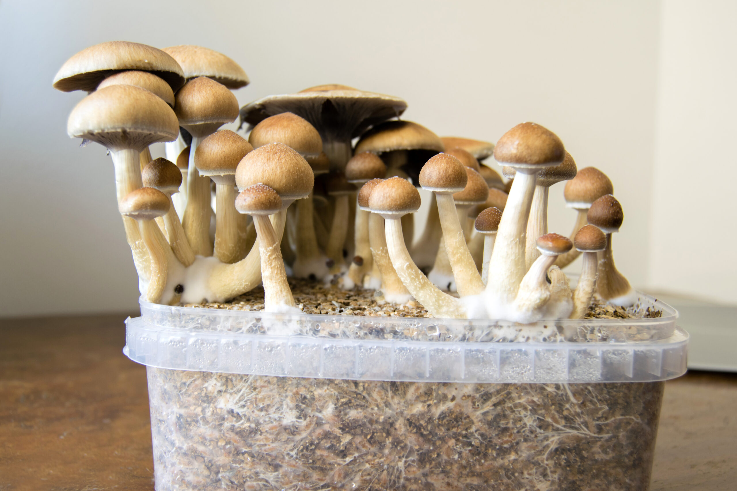 how to grow mushrooms at home scaled 1 | psychedelic renaissance