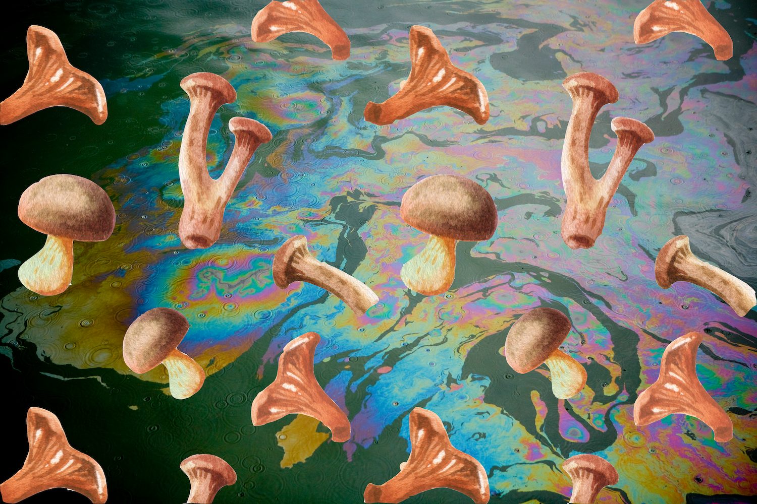 mycoremediation mushroom pollution natural disaster clean up february 2019 1 | creativity