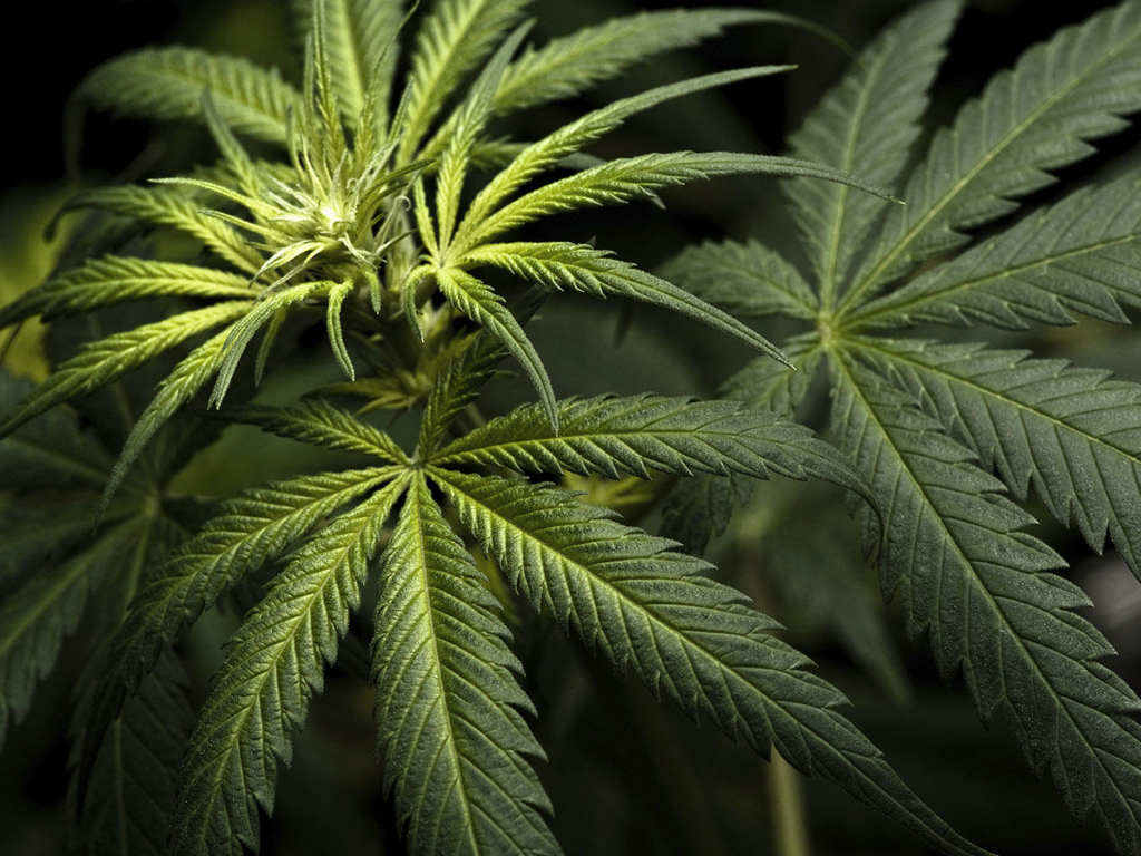 California Cannabis Sales Booms Could | Edibles