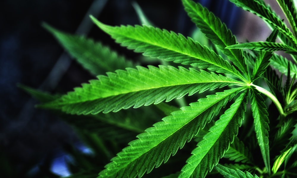 Cannabis Leaf | Vibrant