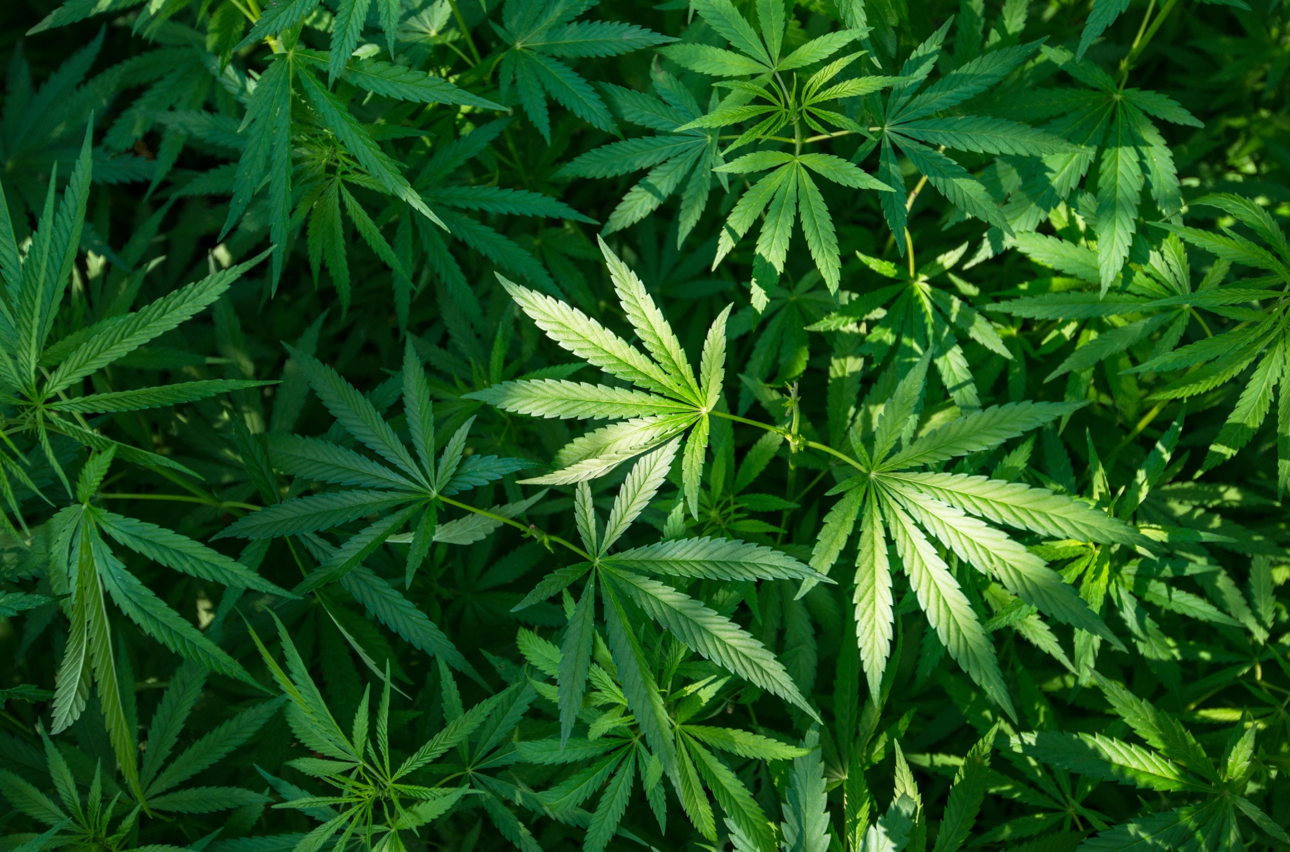 Marijuana share scaled | Growth