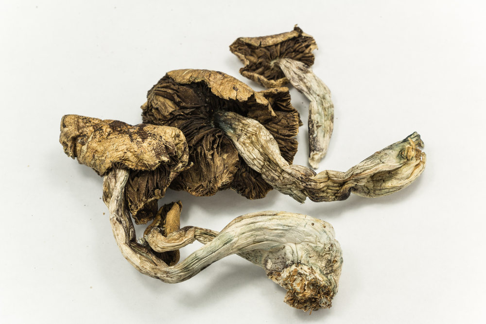 Psilocybe cubensis mushroom | psychedelic