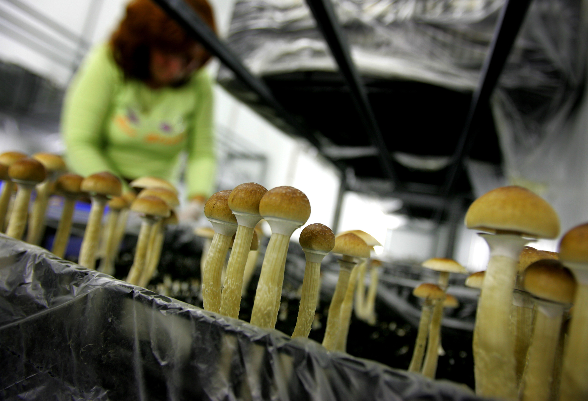 growing psychedelic mushrooms | Brain
