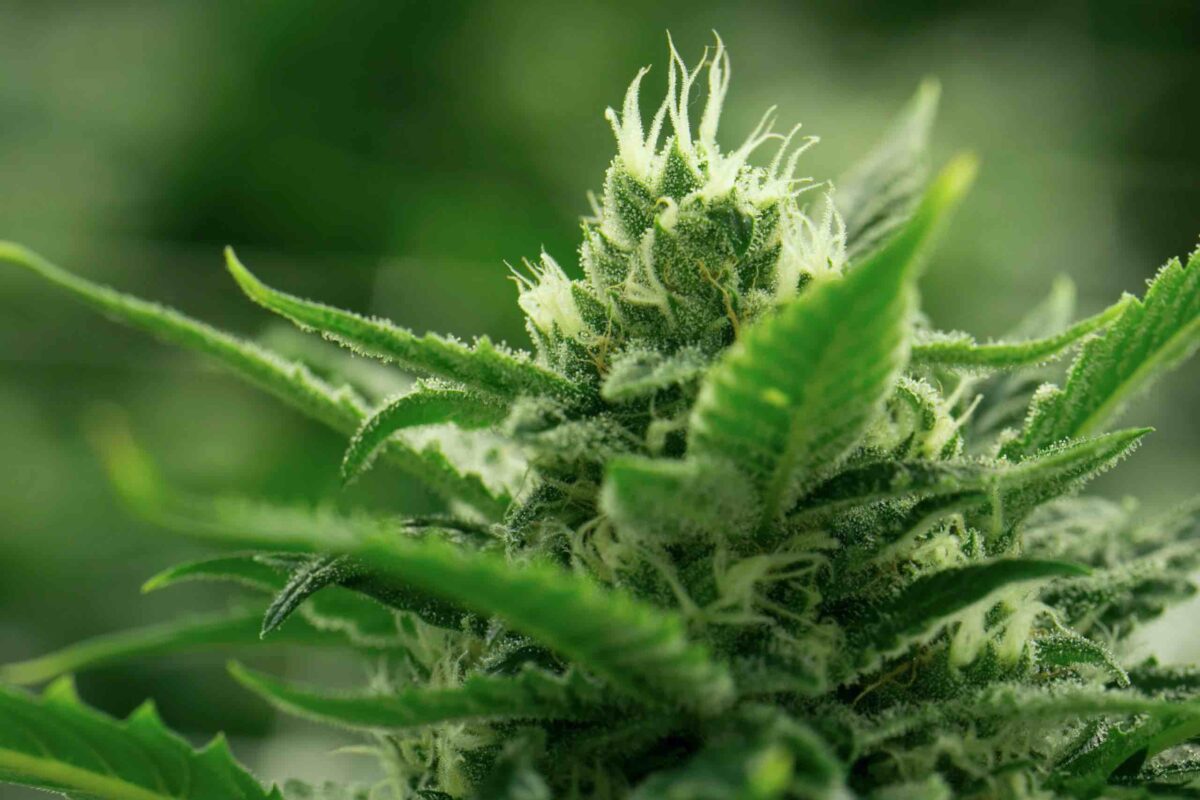 Cannabis 1200x800 1 | Growth