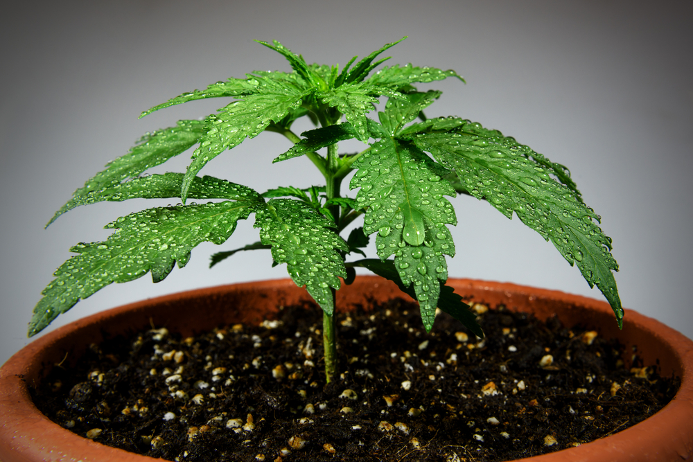 This Year Washington Might Legalize Cannabis Home Grow mcig 1 | creativity