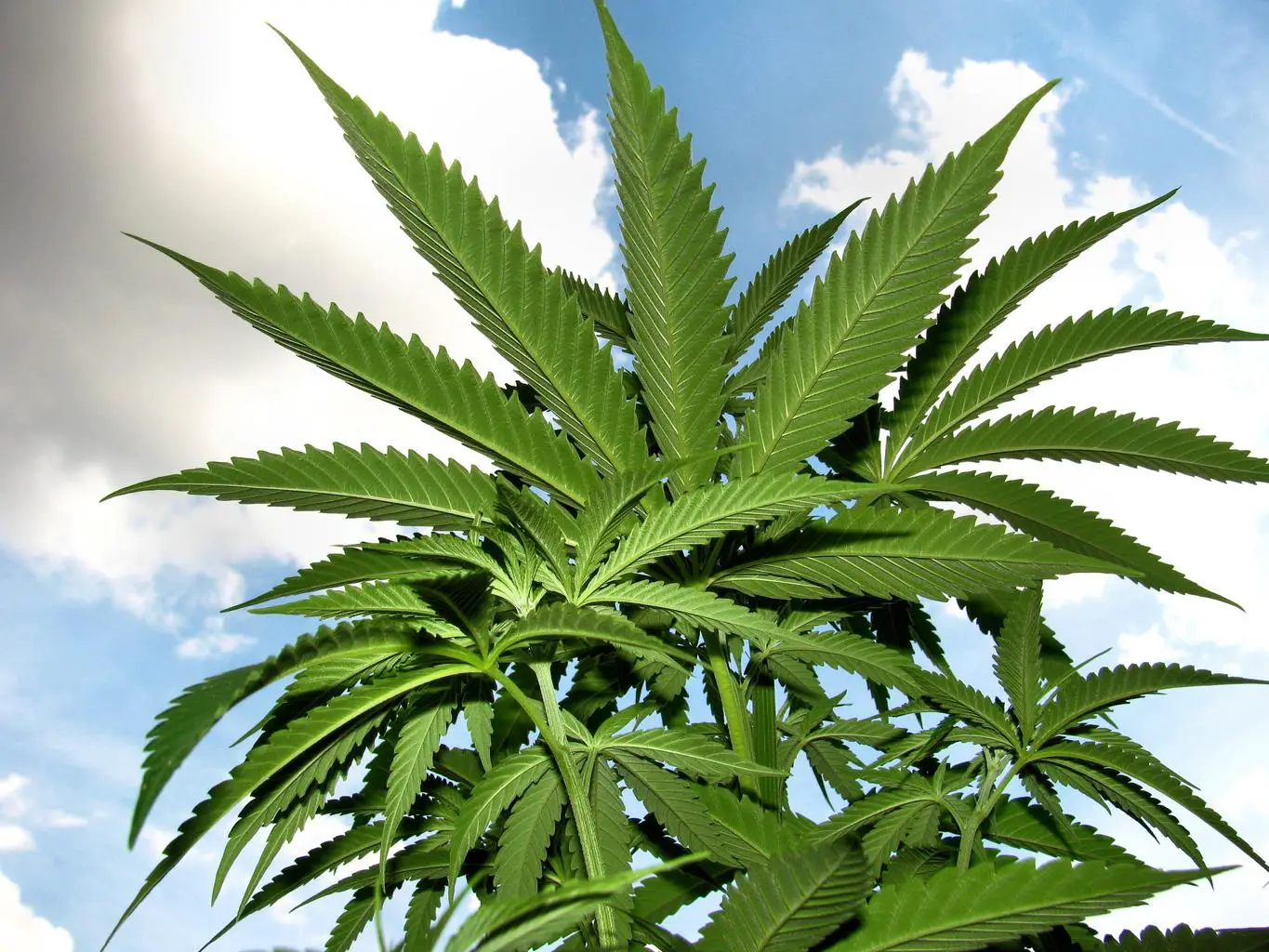 marijuana plant herb hemp | Endocannabinoid