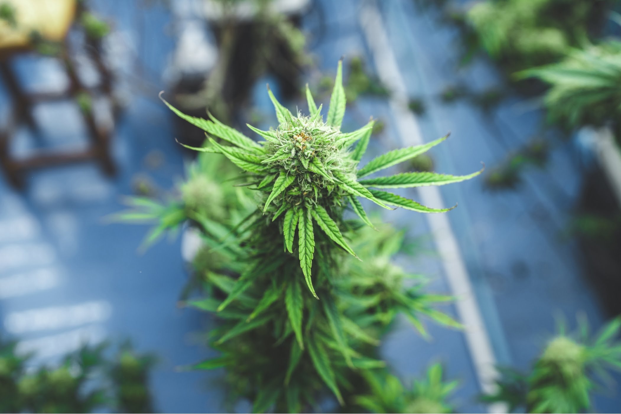 cannabis leaf are growth in a hemp agriculture pla 2022 12 16 02 34 15 utcthinmint | Growth