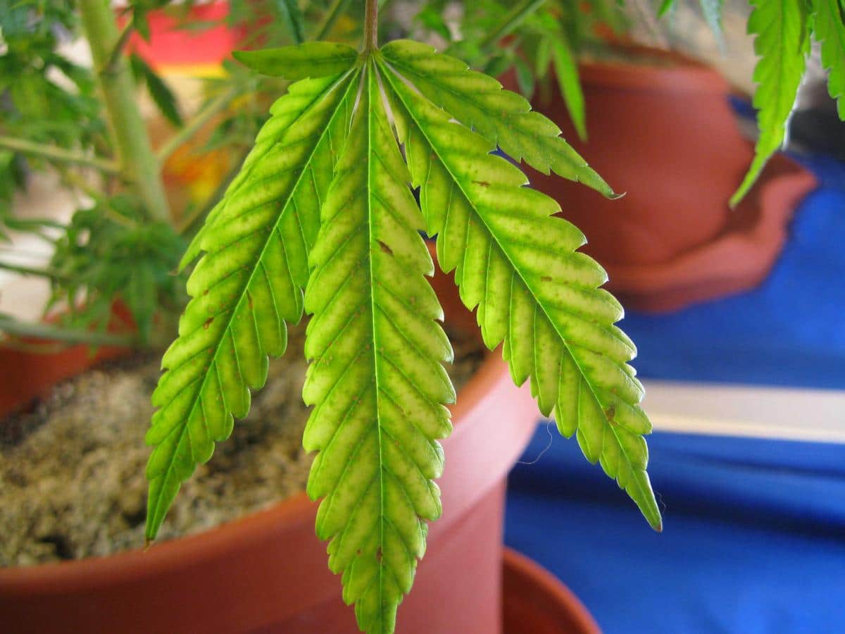 cannabis magnesium deficiency | Growth