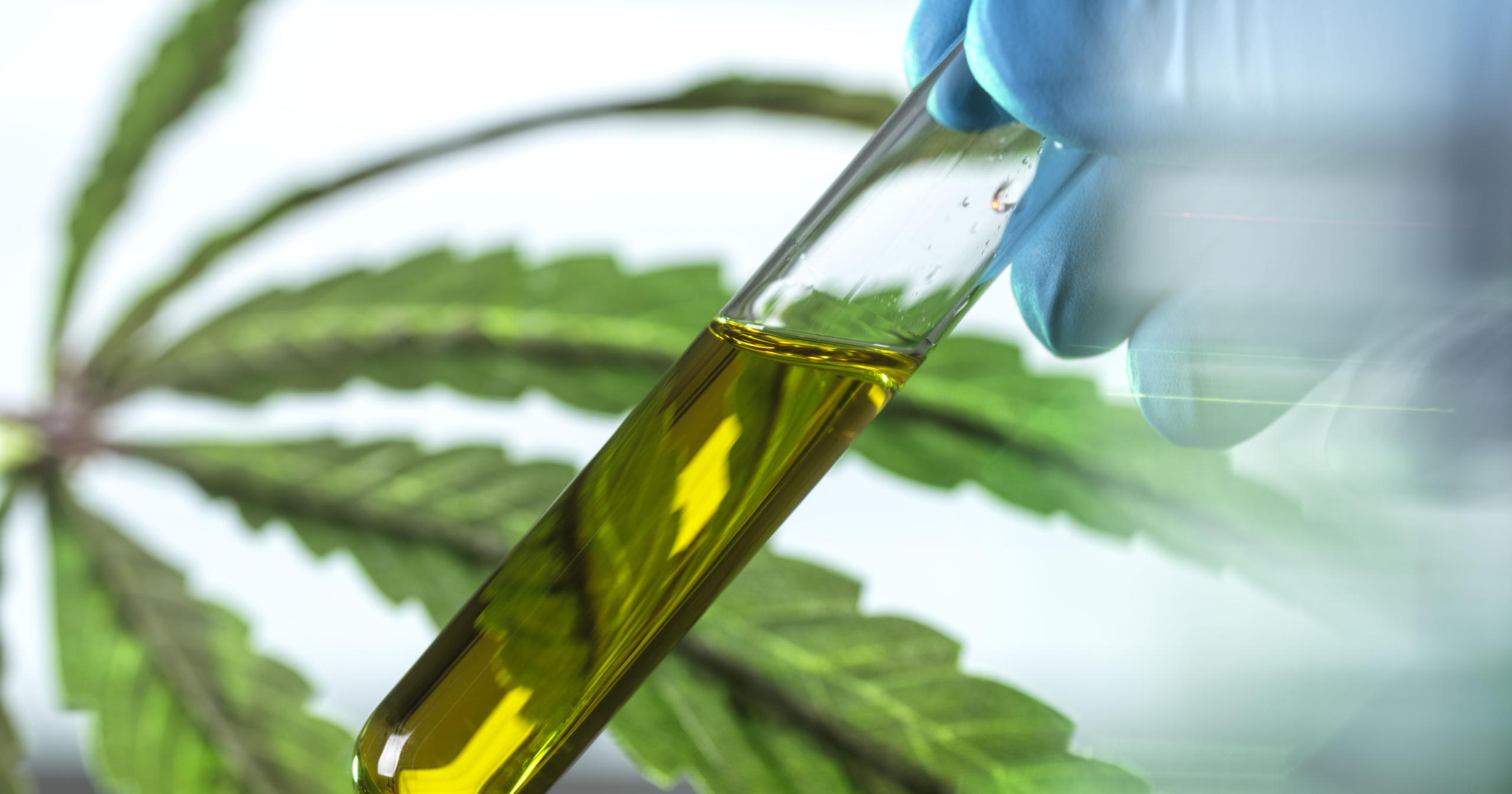cannabis leaf oil gettyimages social scaled | Cannabinoids