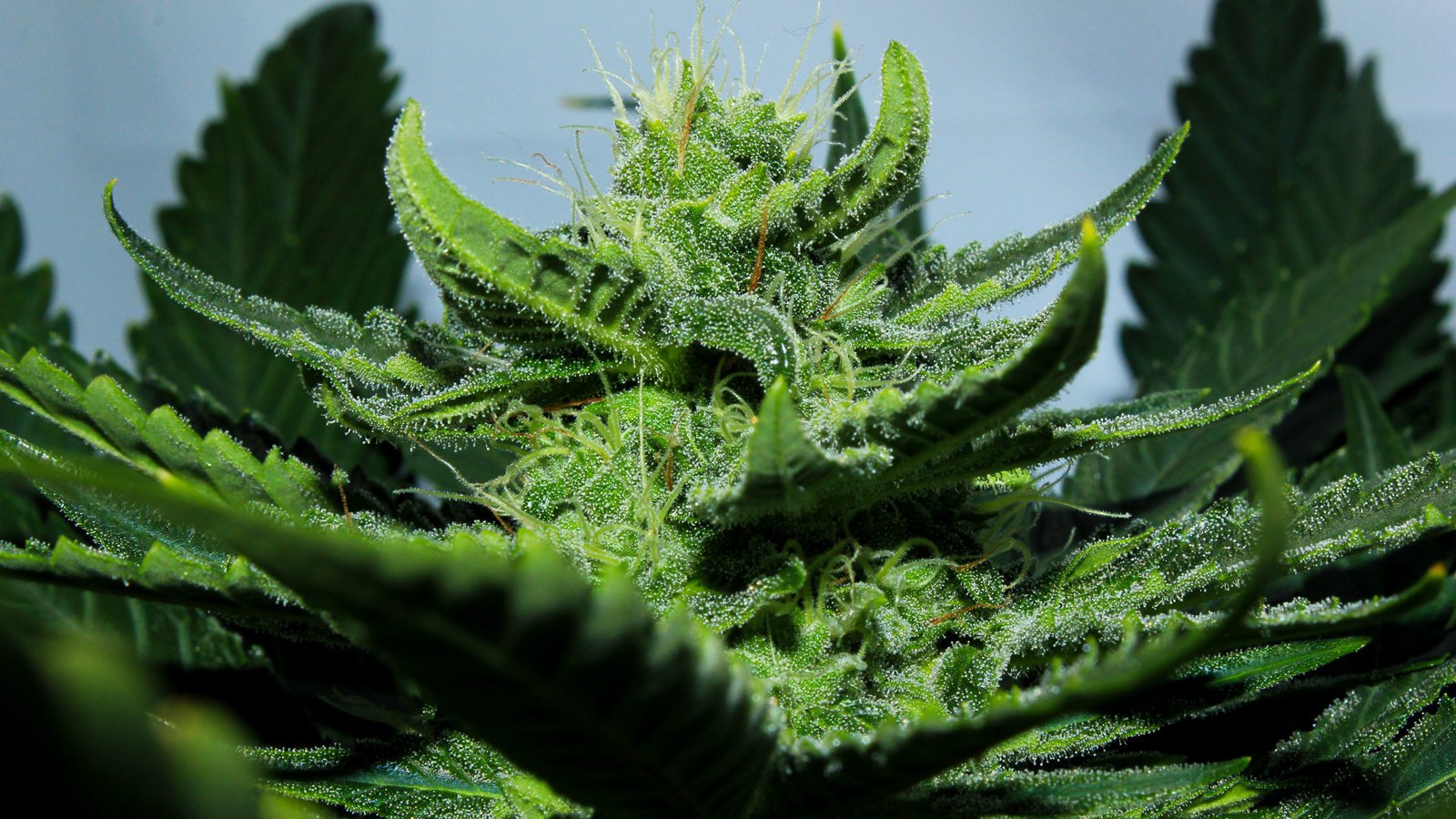 1012135 weed drugs marijuana 420 nature psychedelic plant cannabis rasta reggae drug trippy | Cannabinoids
