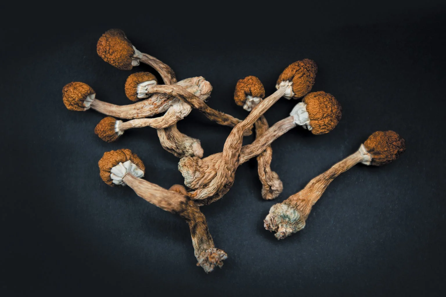 Magic Mushrooms Dopamine: Exploring Their Neurochemical Impact