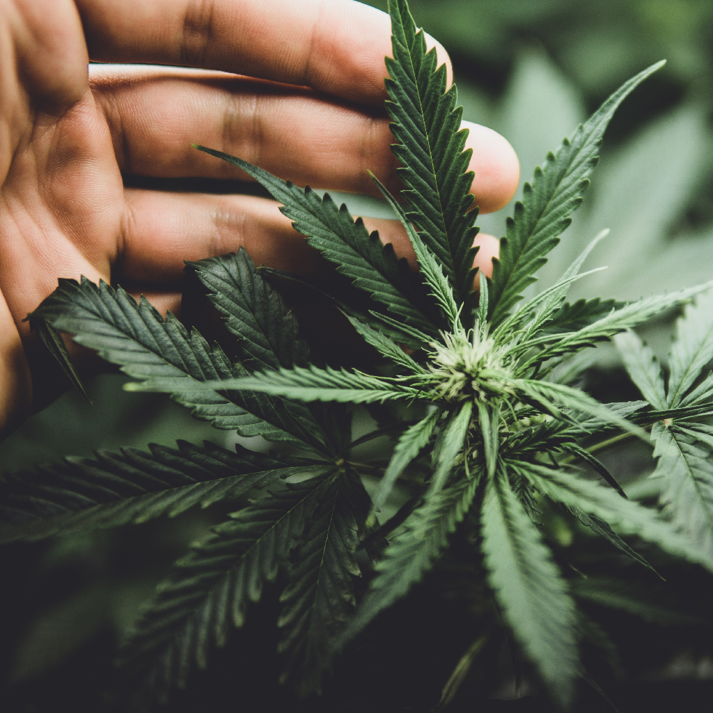 growth | Cannabis